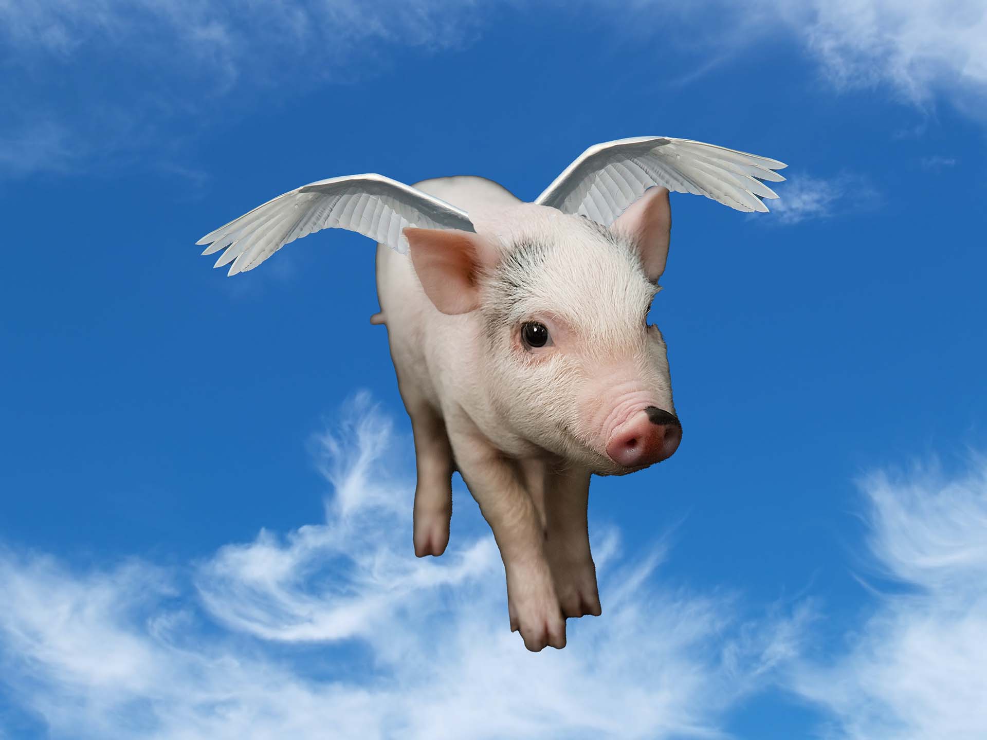 declining-utility-prices-do-pigs-fly-enriched-solar